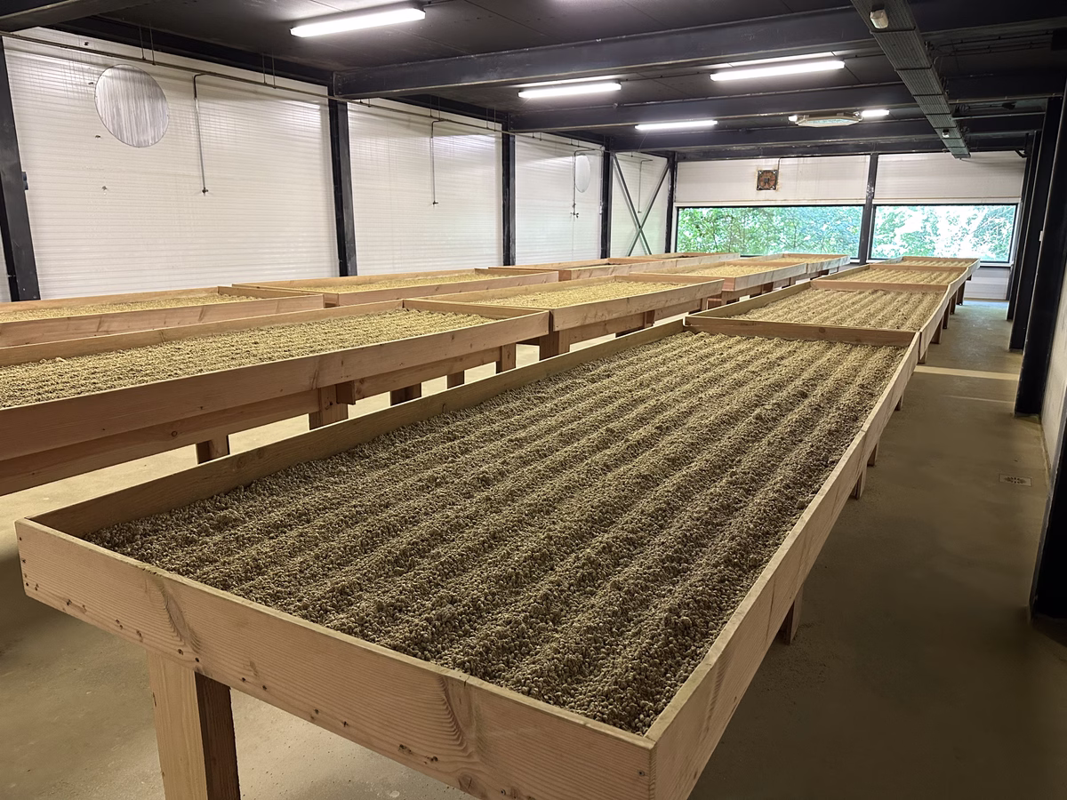 Koji barrel 1000 - 2023